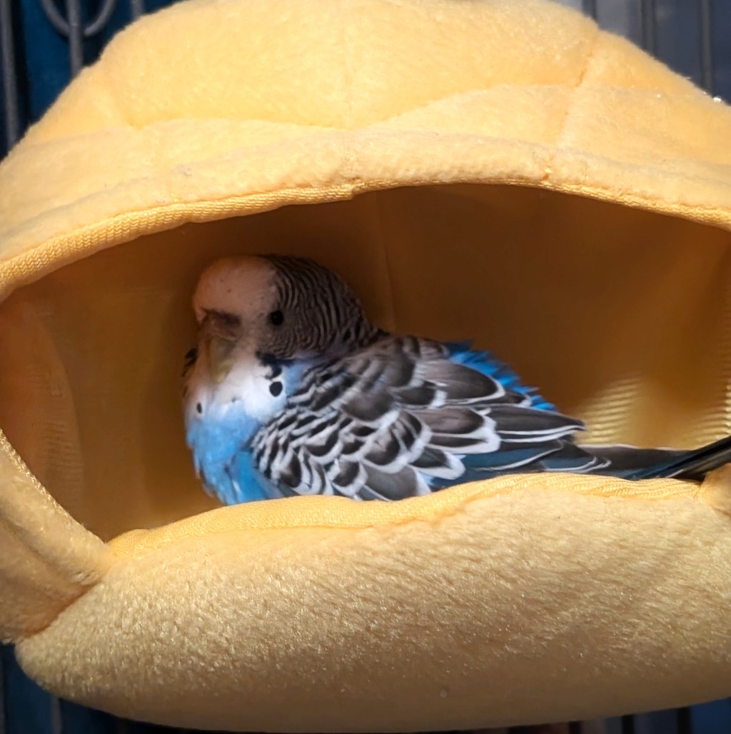 Treating Ourselves by Treating Ourselves&nbsp;Badly